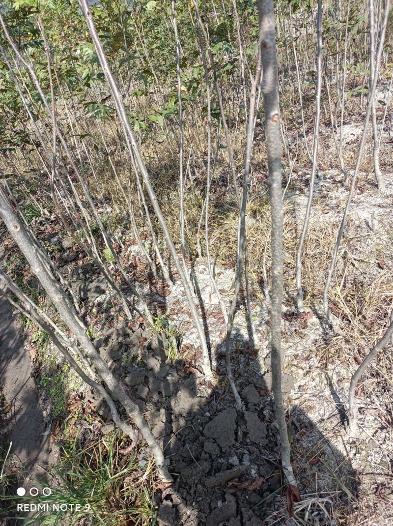 精选嫁接碧根果苗核桃苗山核桃苗马汉菠泥64号10号