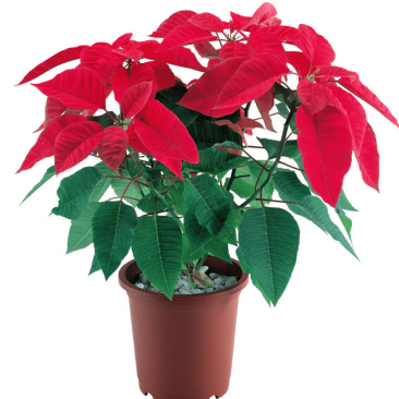 山东青州，一品红，产地直发，价格美丽，欢迎咨询订购