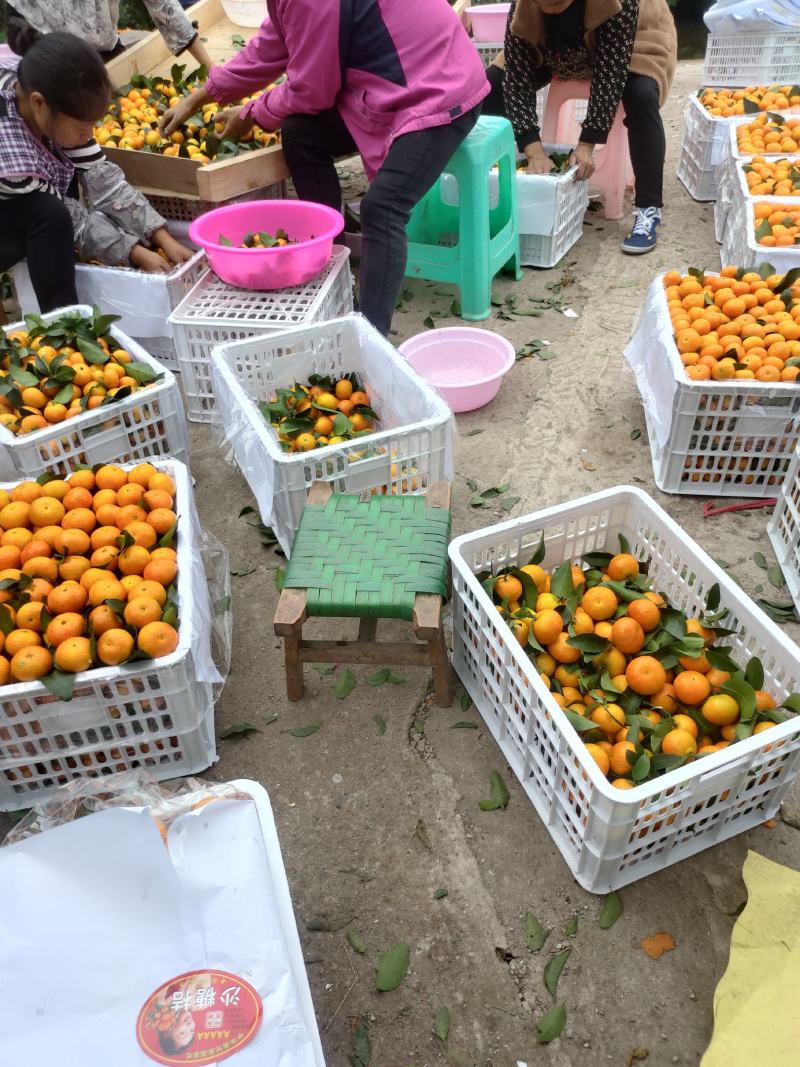 中国柑桔之乡四川资阳金秋沙糖桔，皮好味甜。