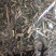 【文斌药业】泽漆猫眼草干净无杂质地道药材