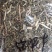 【文斌药业】泽漆猫眼草干净无杂质地道药材