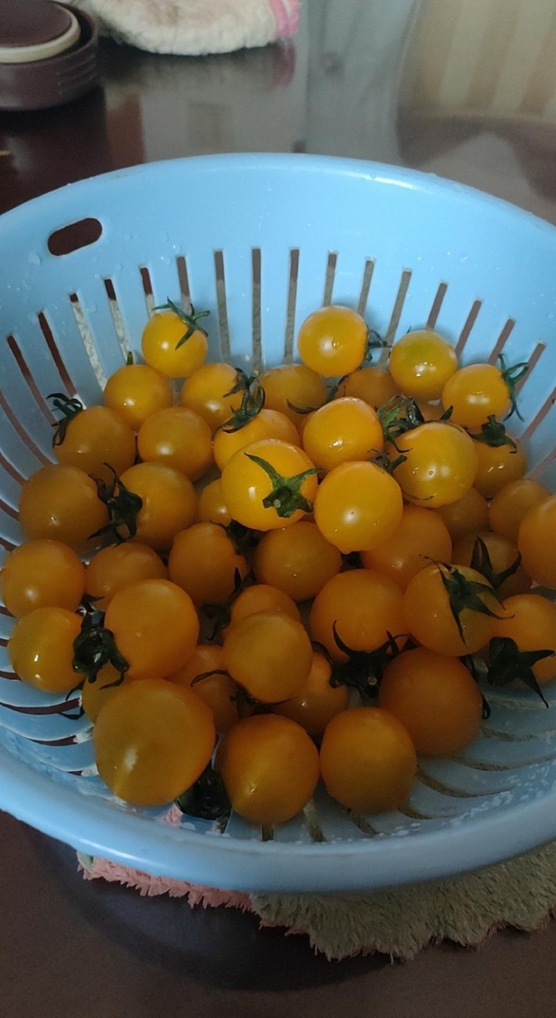 黄色小番茄，夏日阳光，黄姑娘小柿子！大量现货欢迎合作共赢