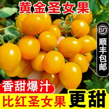 黄色小番茄，夏日阳光，黄姑娘小柿子！大量现货欢迎合作共赢