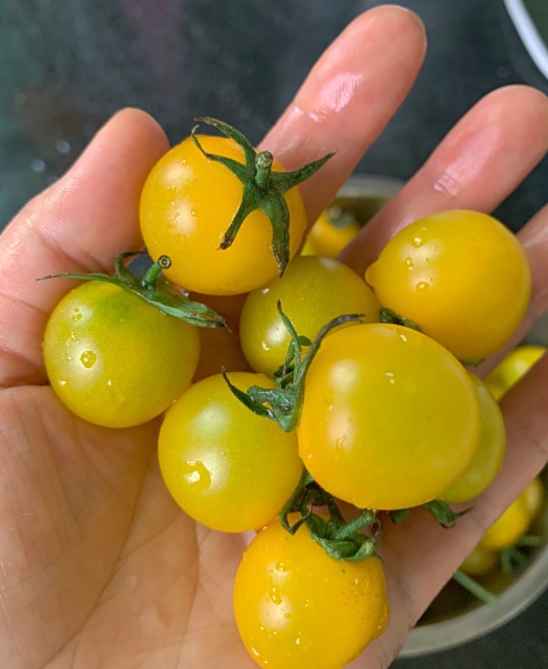 黄色小番茄，夏日阳光，黄姑娘小柿子！大量现货欢迎合作共赢