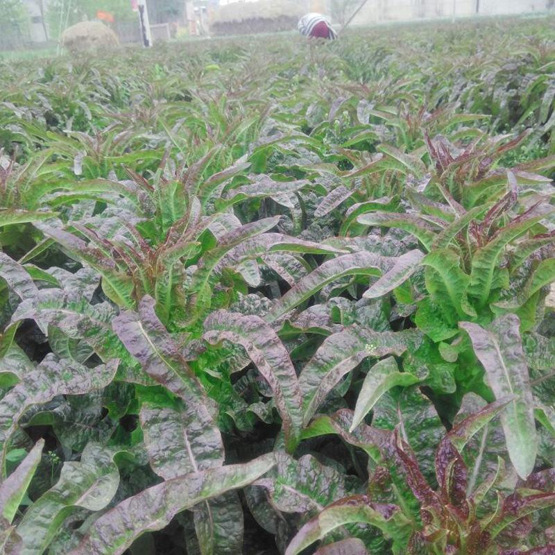 云南高原紫叶香莴笋产地一手货源量大品质好