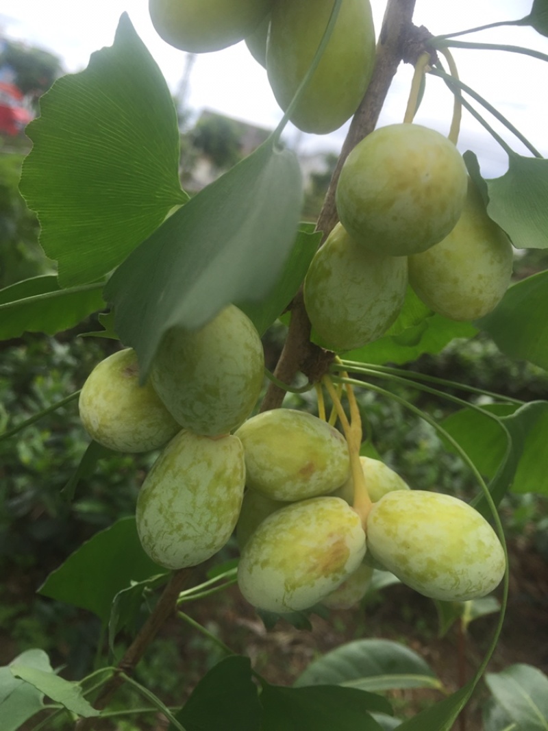 柘荣县高山野生九月瓜