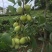 柘荣县高山野生九月瓜