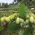 柘荣县高山野生九月瓜