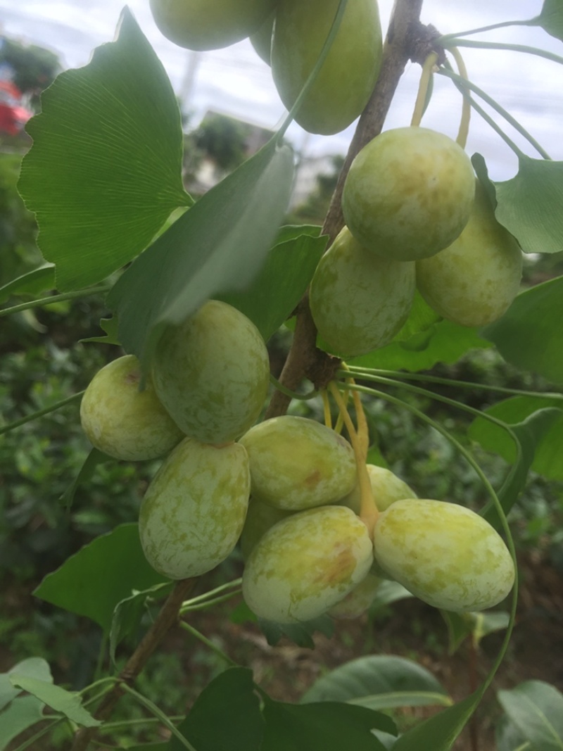 柘荣县高山野生九月瓜