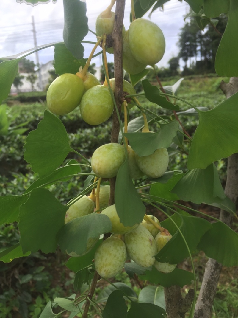 柘荣县高山野生九月瓜