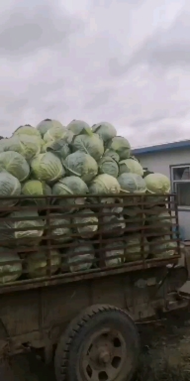 圆包菜甘蓝饺子厂，加工厂包菜，大铁头，基地种植