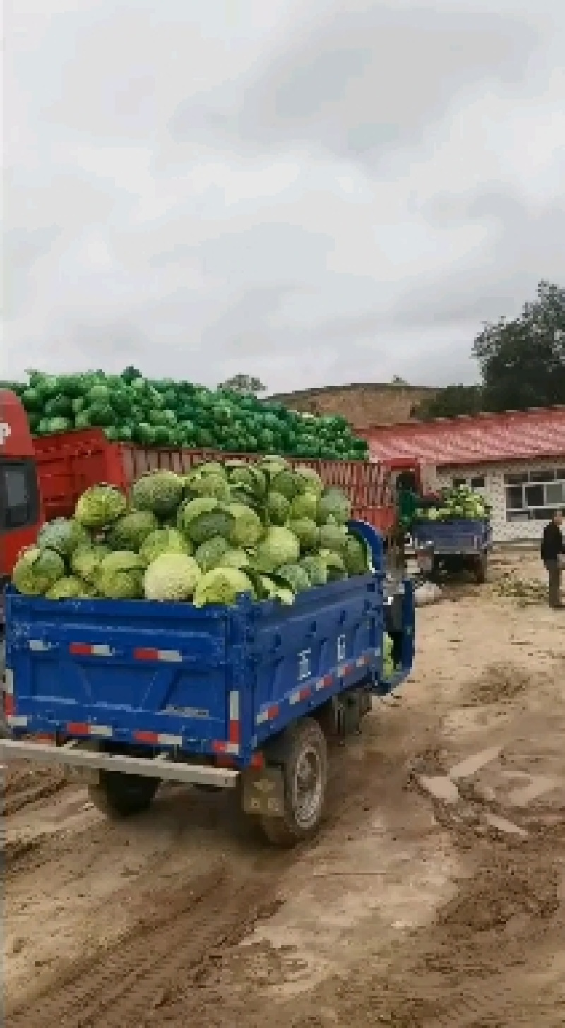 圆包菜甘蓝饺子厂，加工厂包菜，大铁头，基地种植