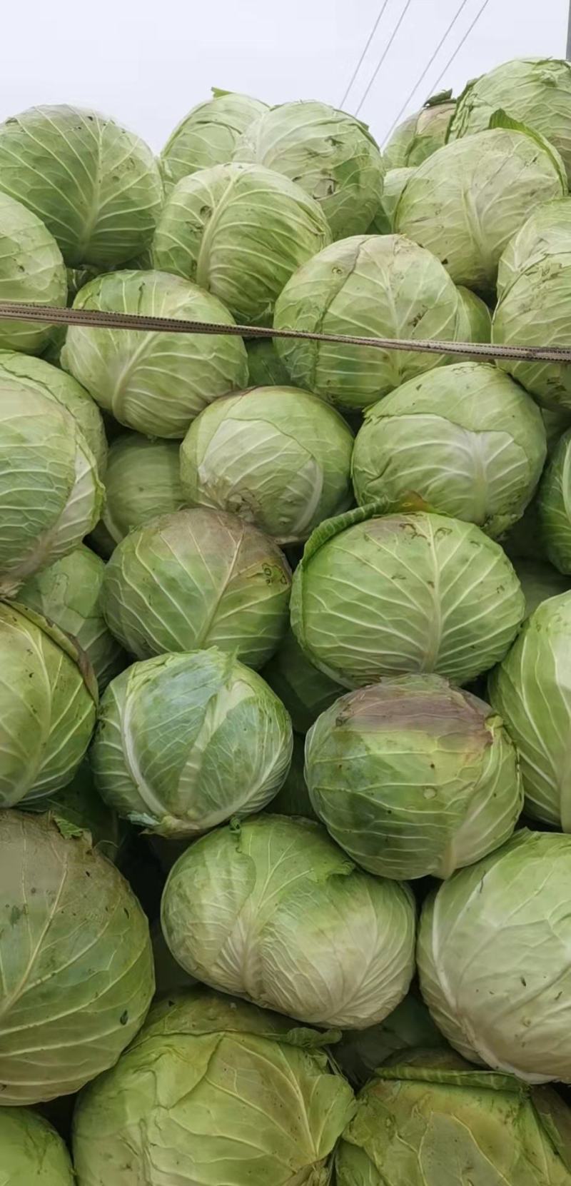 圆包菜甘蓝饺子厂，加工厂包菜，大铁头，基地种植