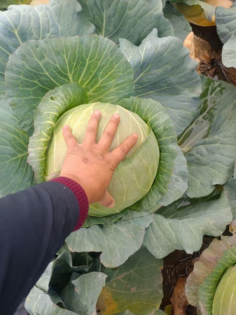 圆包菜甘蓝饺子厂，加工厂包菜，大铁头，基地种植