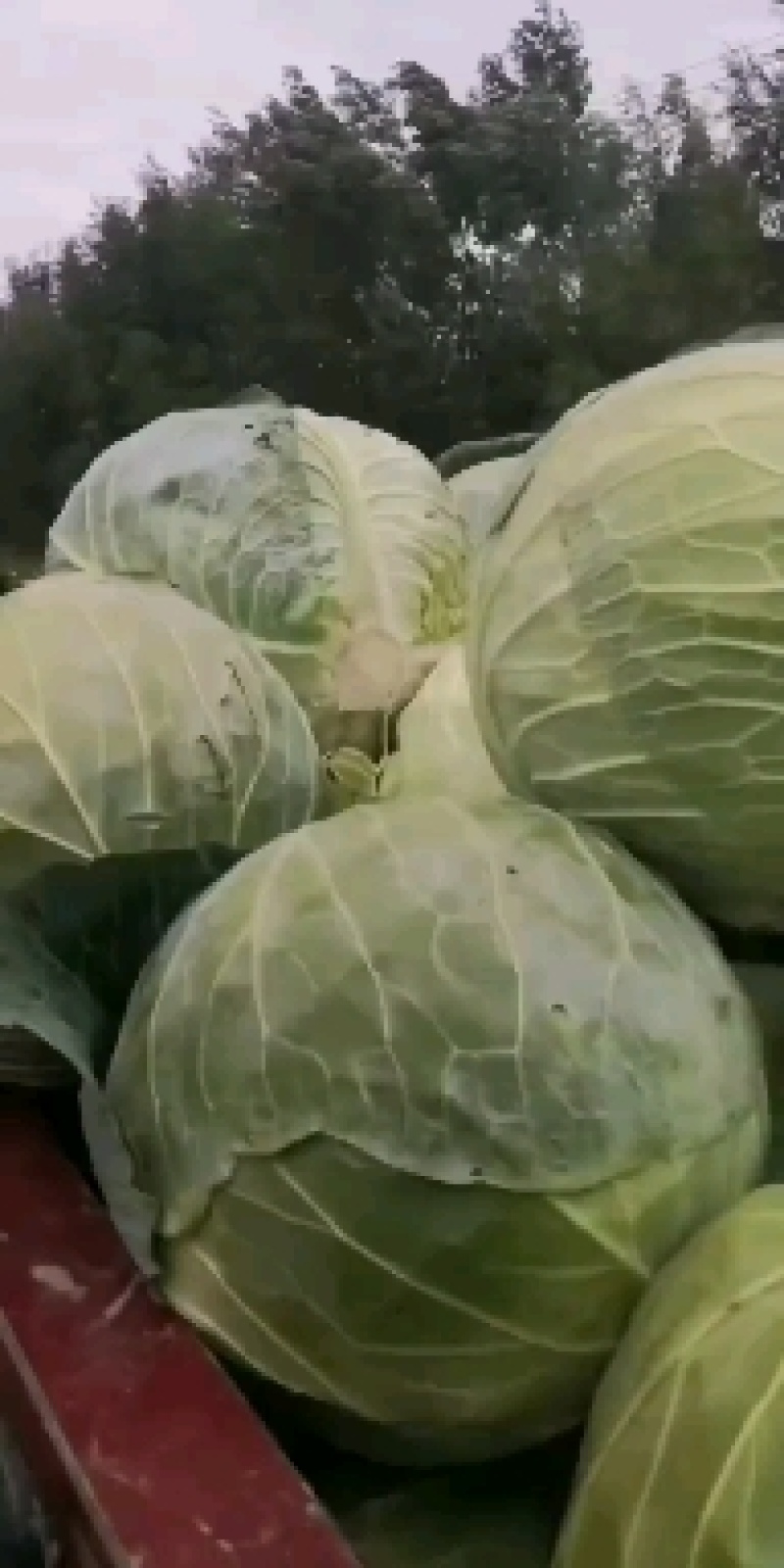 圆包菜甘蓝饺子厂，加工厂包菜，大铁头，基地种植