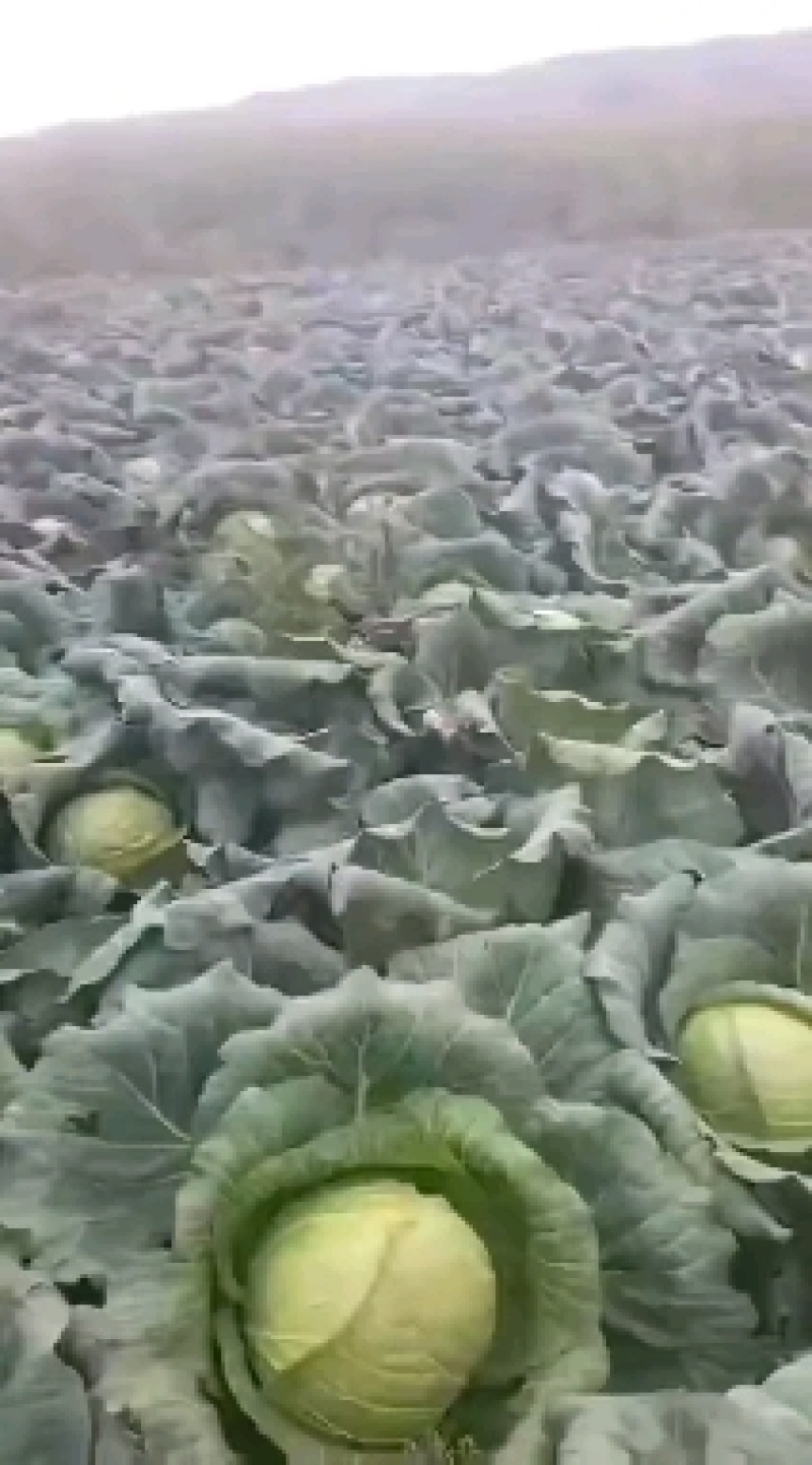 圆包菜甘蓝饺子厂，加工厂包菜，大铁头，基地种植