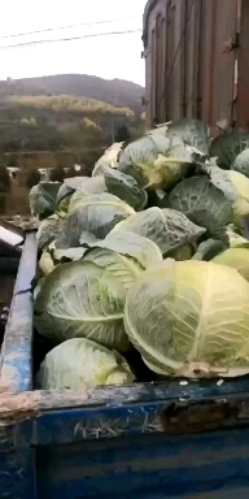 圆包菜甘蓝饺子厂，加工厂包菜，大铁头，基地种植