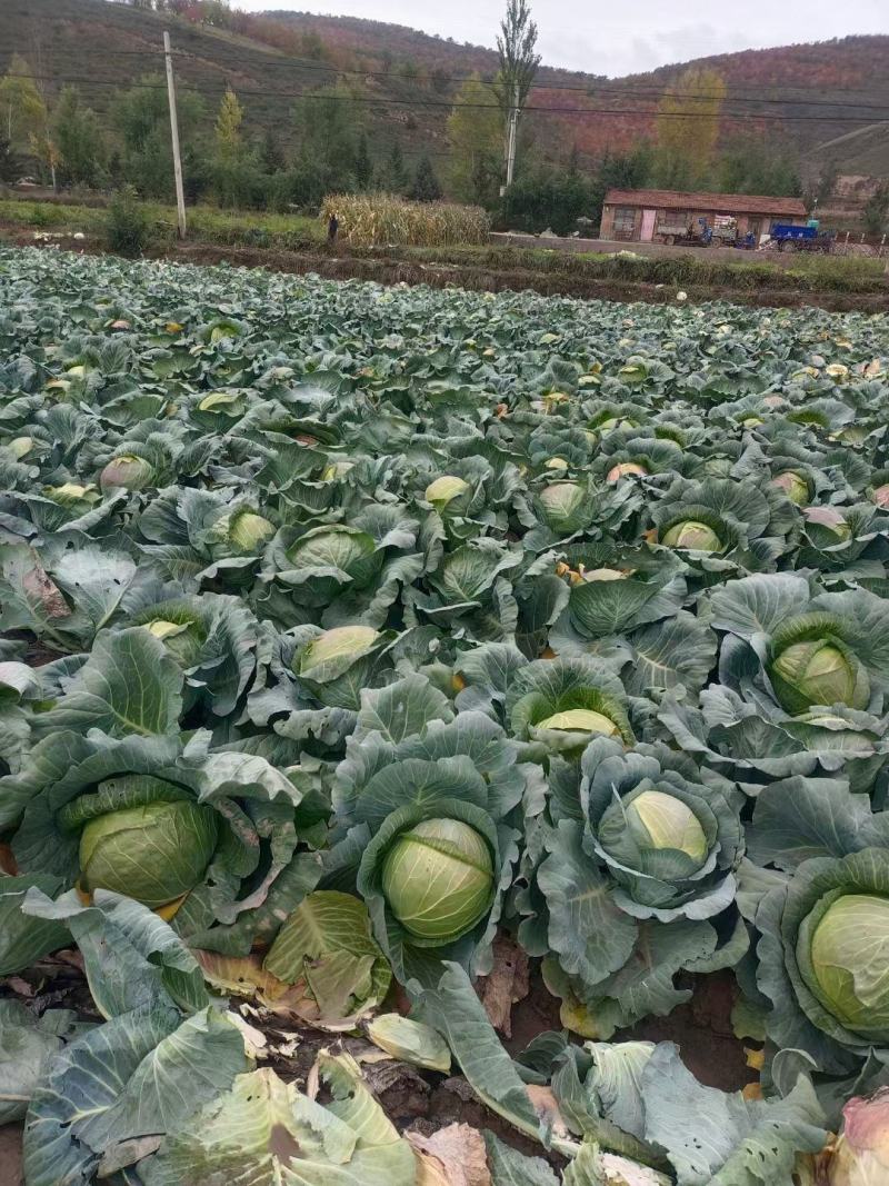 圆包菜甘蓝饺子厂，加工厂包菜，大铁头，基地种植