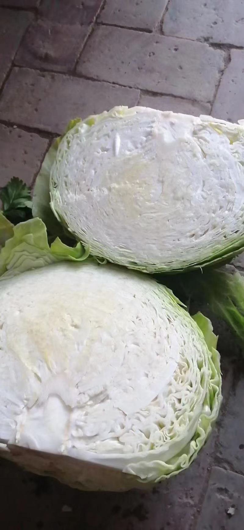 圆包菜甘蓝饺子厂，加工厂包菜，大铁头，基地种植