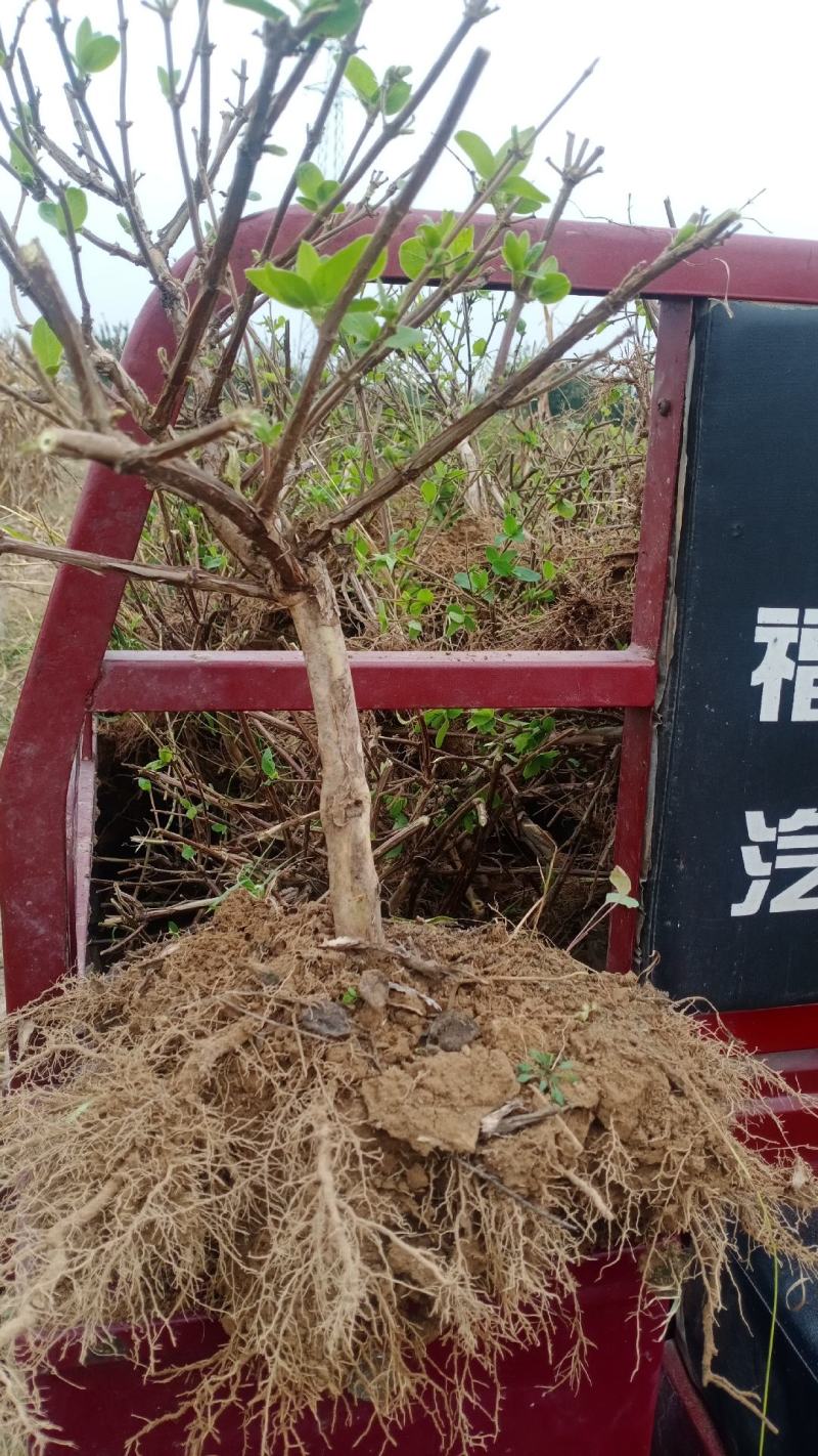 产地直销，金银花盆景老桩