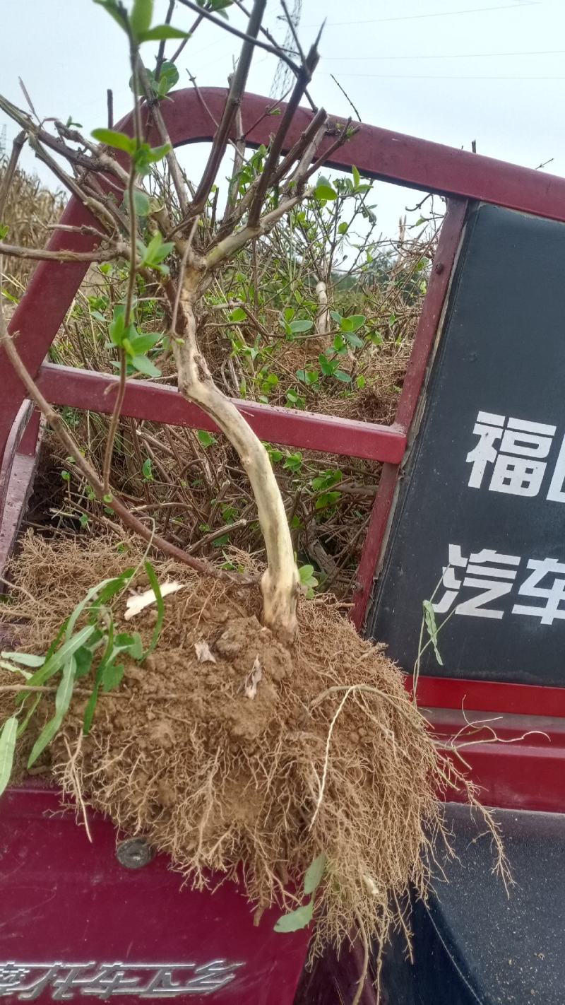 产地直销，金银花盆景老桩