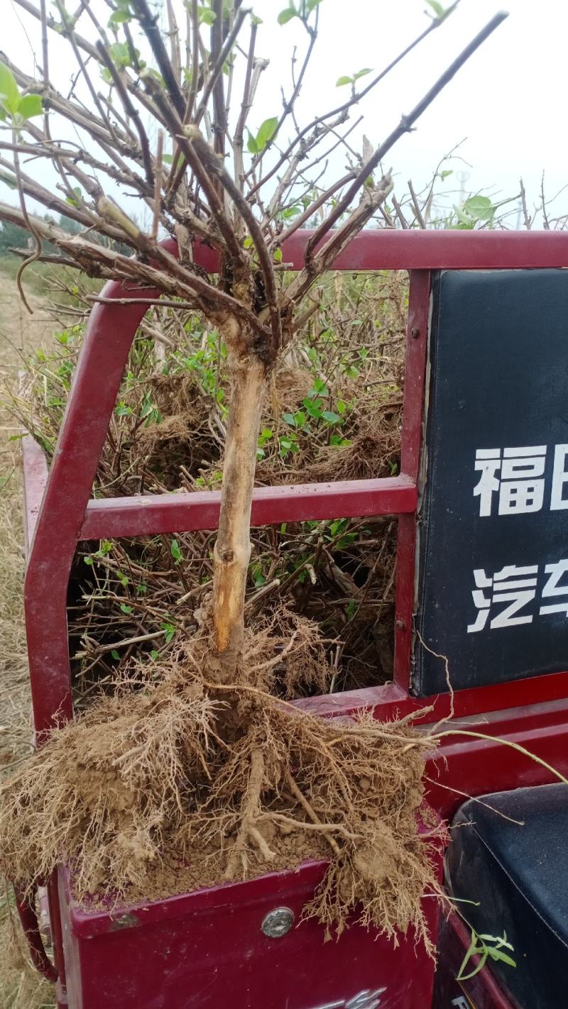 产地直销，金银花盆景老桩