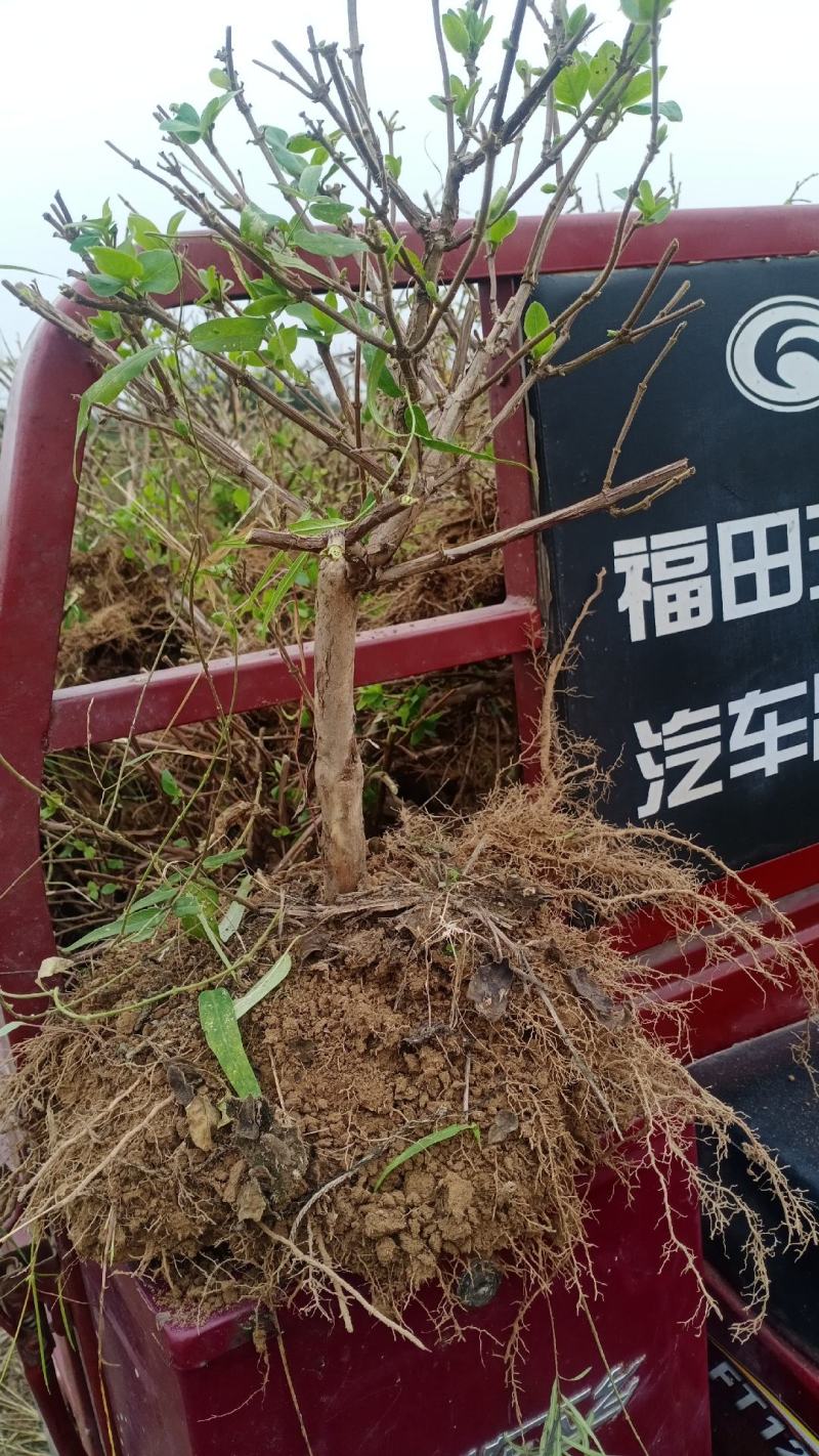 产地直销，金银花盆景老桩