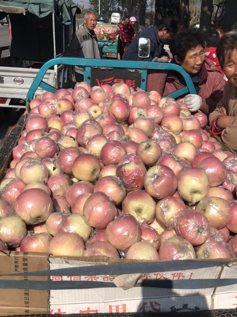 精品红富士苹果，基地货源量大承接电商社区团够全国发货