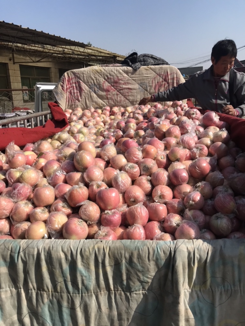 精品红富士苹果，基地货源量大承接电商社区团够全国发货