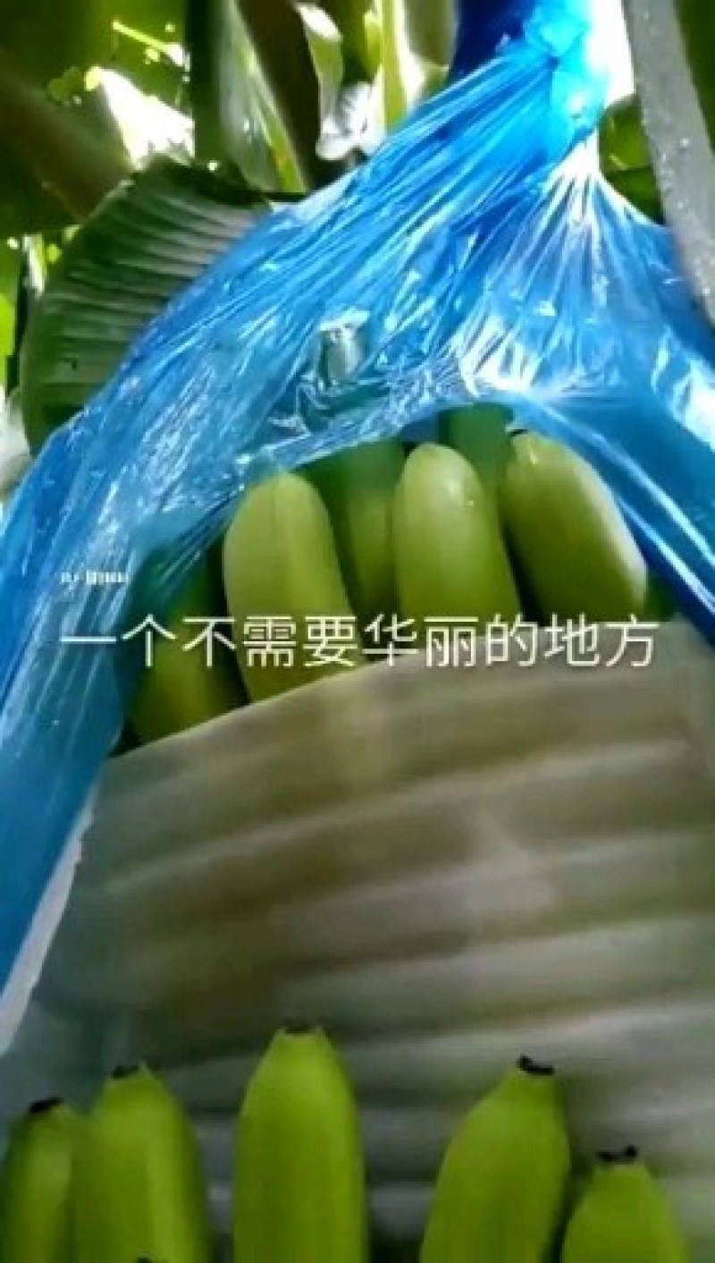 超市，赶集，传乡香蕉产地直销，便宜，质量好