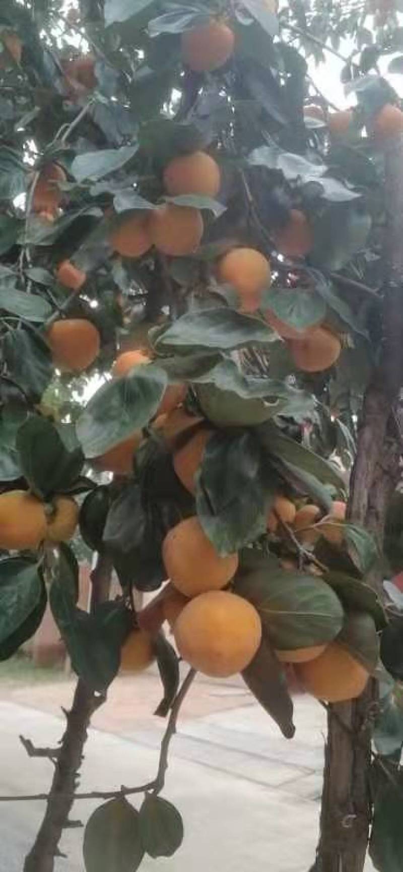 赶集水果货源齐全，产地直销，价格美丽，质量保质保量，有售
