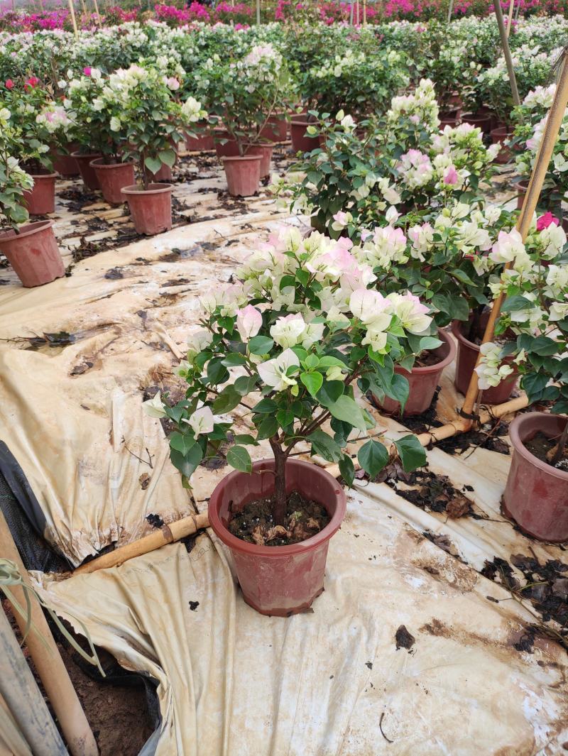 三角梅水红紫花
