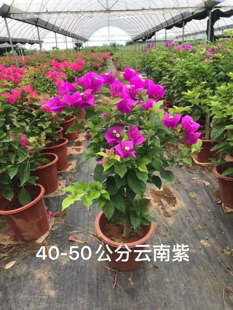 三角梅水红紫花
