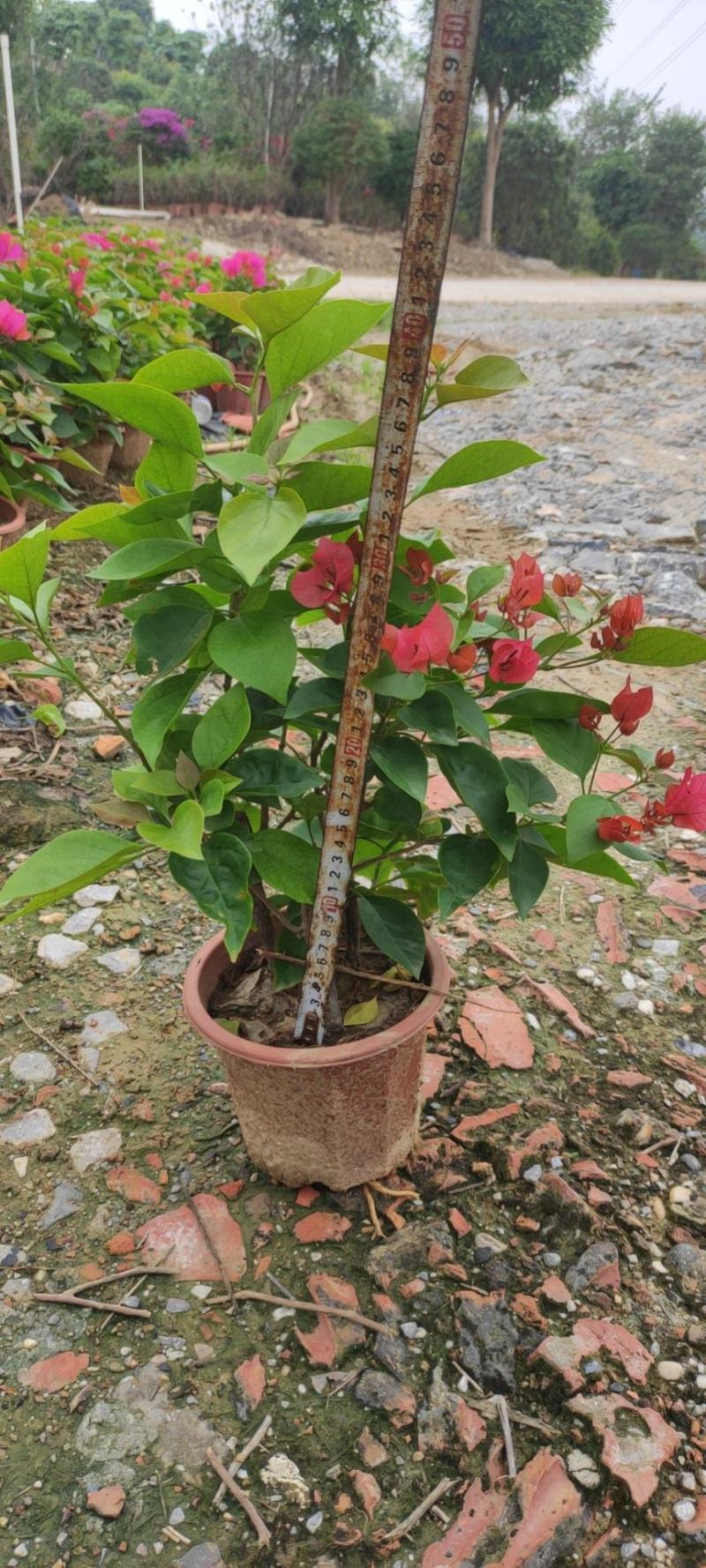 三角梅水红紫花