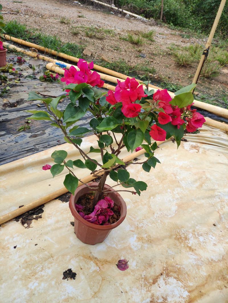 三角梅水红紫花