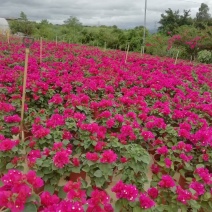 三角梅水红紫花