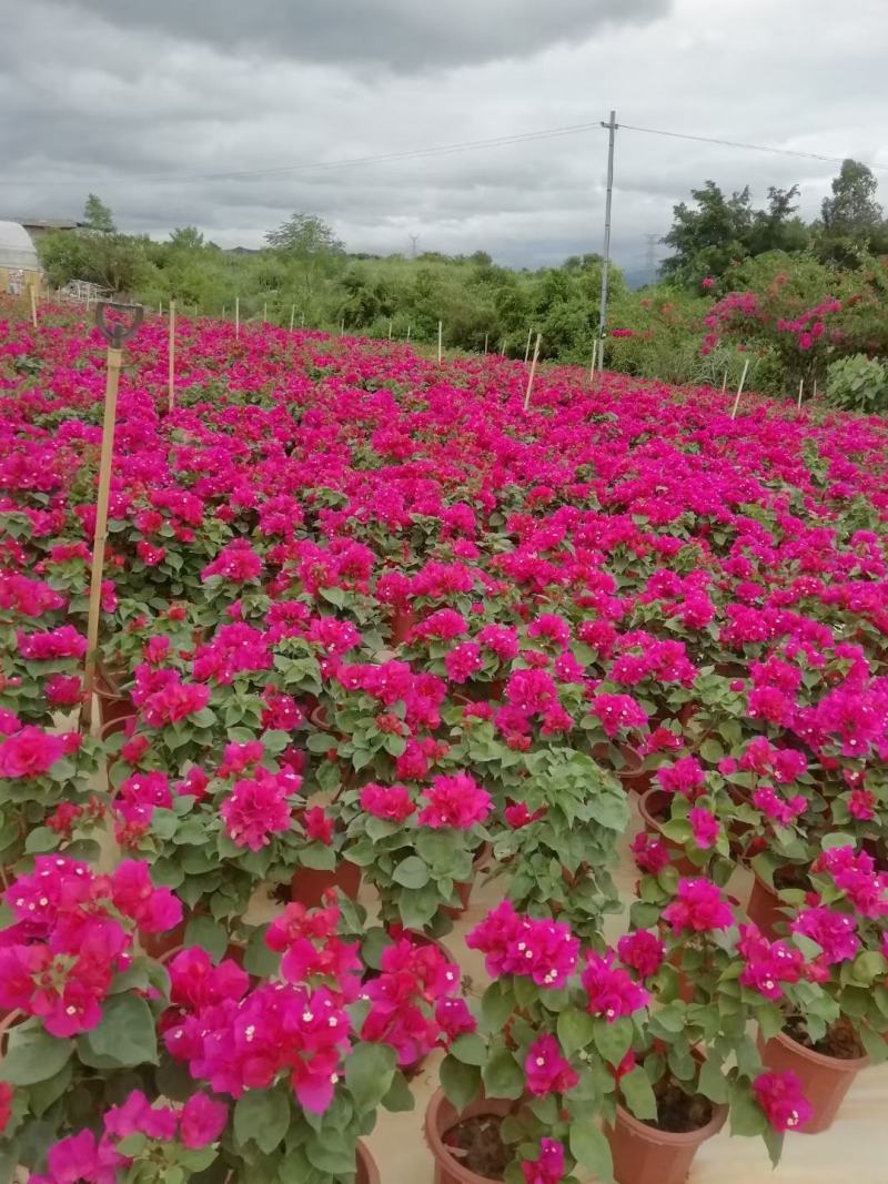 三角梅水红紫花