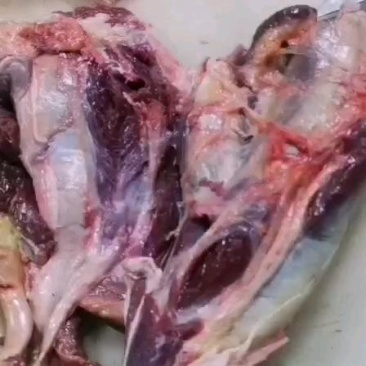生鲜马肉驴肉，去皮带皮，自家养殖屠宰加工，一手货源！