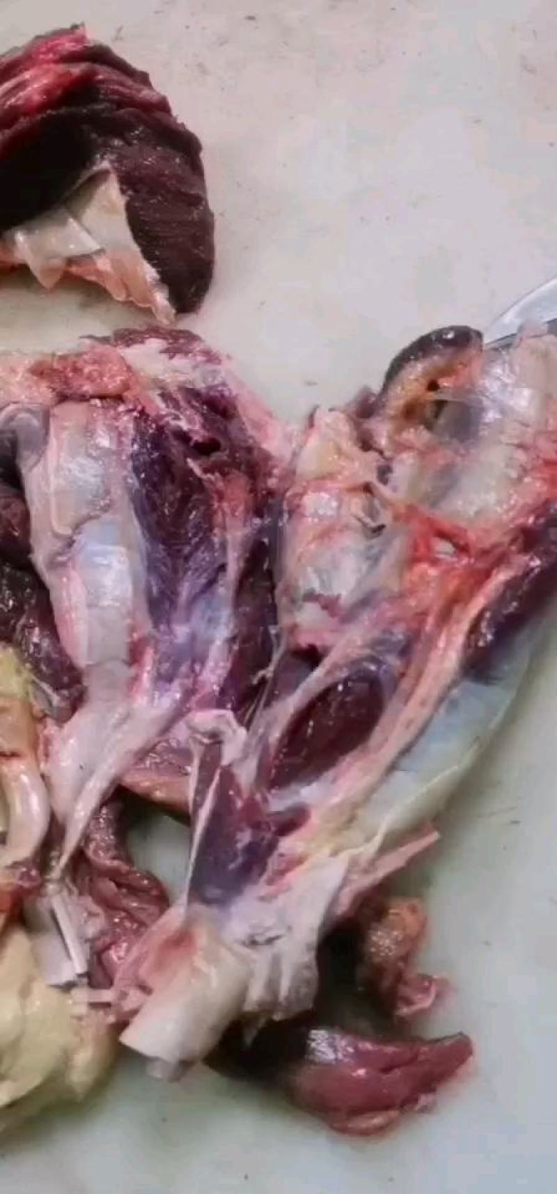生鲜马肉驴肉，去皮带皮，自家养殖屠宰加工，一手货源！