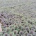 花卉羽衣甘蓝抗冻自产自销一手供源价格供应