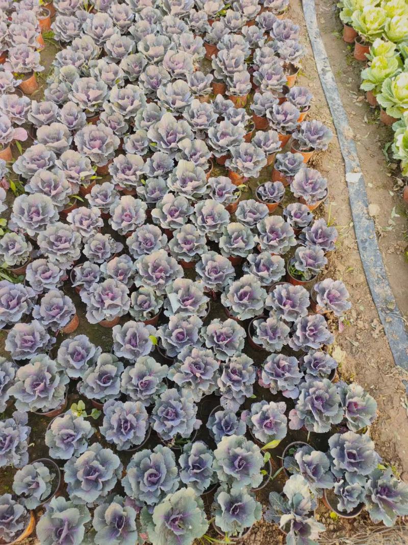 花卉羽衣甘蓝抗冻自产自销一手供源价格供应