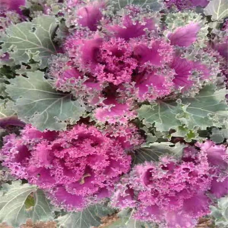 花卉羽衣甘蓝抗冻自产自销一手供源价格供应