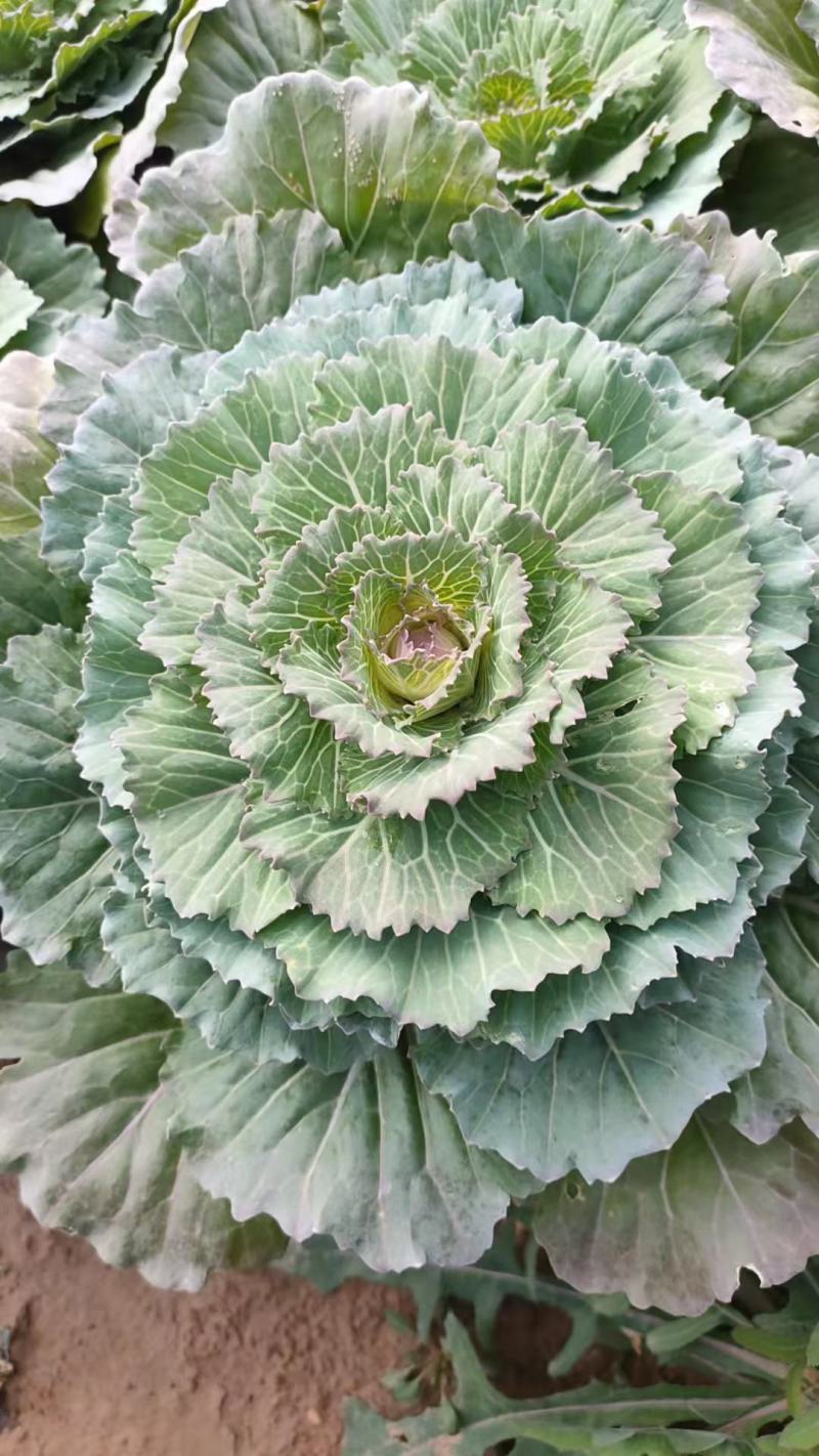 花卉羽衣甘蓝抗冻自产自销一手供源价格供应
