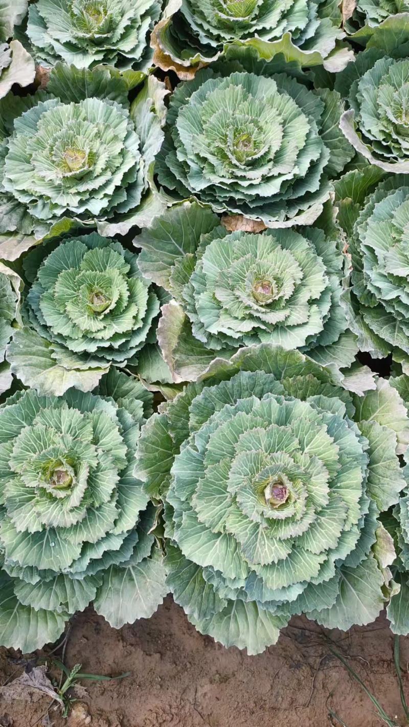 花卉羽衣甘蓝抗冻自产自销一手供源价格供应