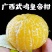 广西皇帝柑贡柑新鲜水果柑橘当季橘子水果皇帝柑果园一件代发