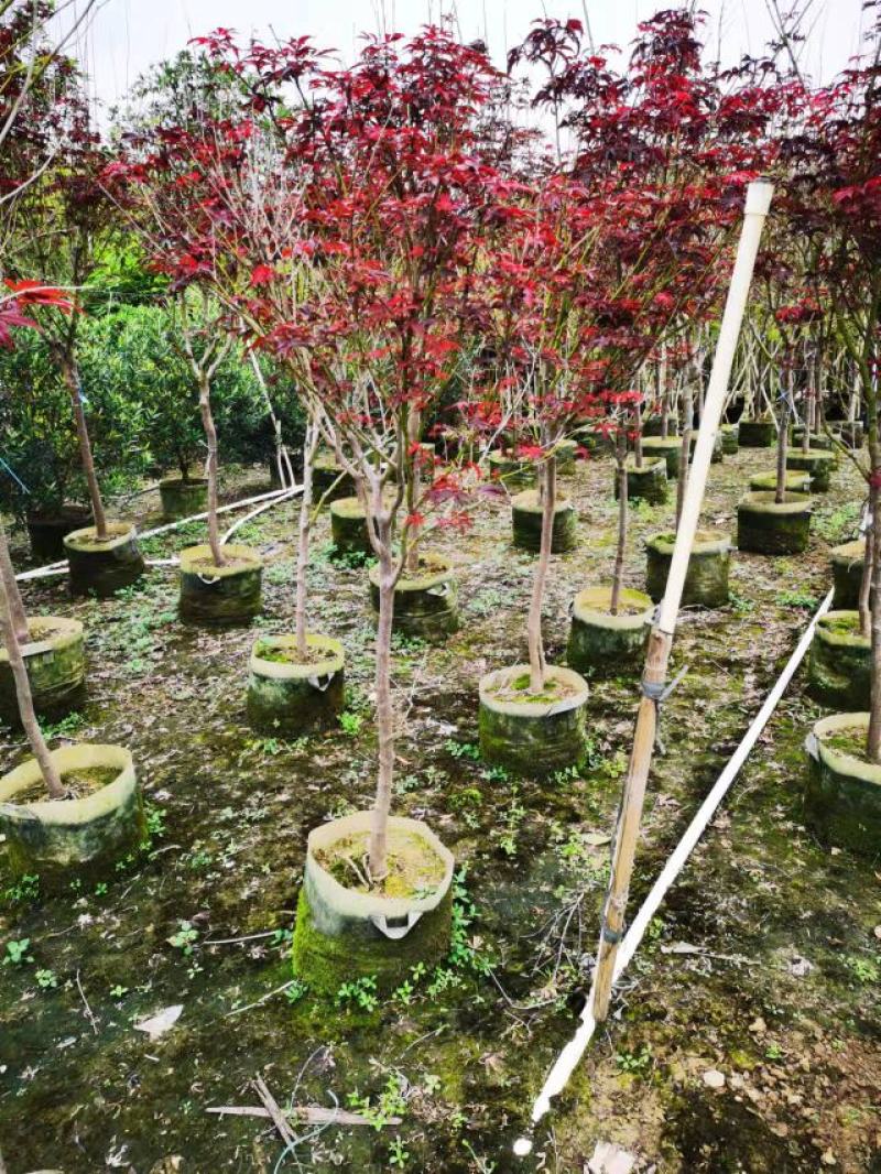 红枫日本红枫