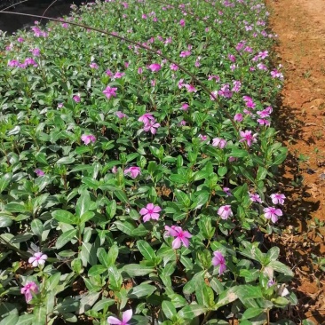 长春花翠芦莉七彩黄蝉连翘朱槿龙船花栀子花