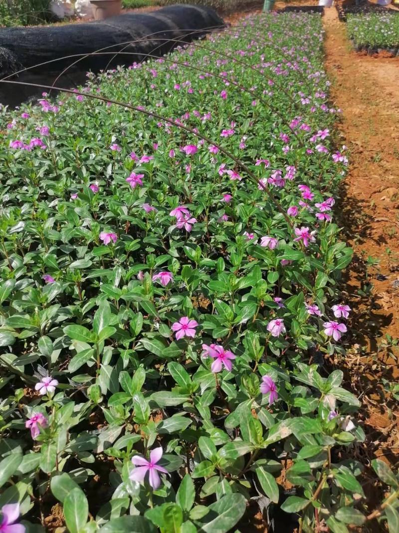 长春花翠芦莉七彩黄蝉连翘朱槿龙船花栀子花