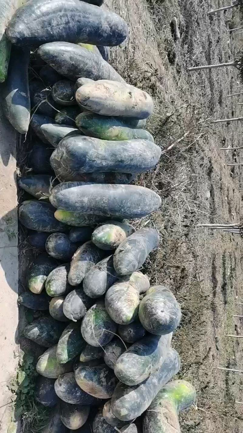 批发冬瓜，条形好，20斤以上，上好的冬瓜