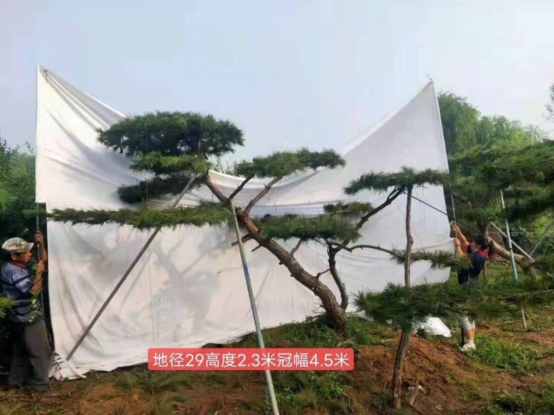 造型松